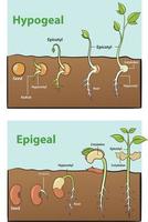 ilustração do semente germinação infográfico vetor