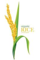 ilustração vetorial de arroz vetor
