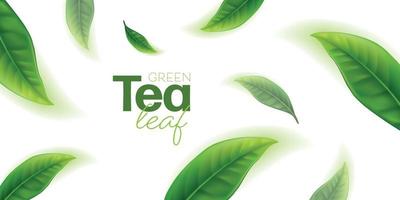 vetor realista de folhas de chá verde