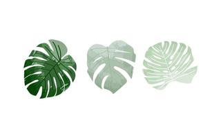 monstera folhas aguarela elementos conjunto vetor