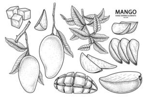 conjunto de ilustração botânica de elementos desenhados à mão de fruta de manga vetor