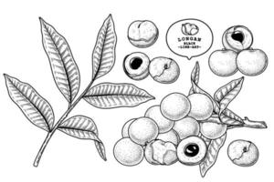 conjunto de dimocarpus longan fruta mão desenhada elementos ilustração botânica vetor