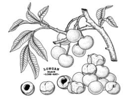 conjunto de dimocarpus longan fruta mão desenhada elementos ilustração botânica vetor