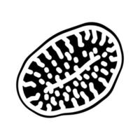 kiwi seco fruta glifo ícone vetor ilustração