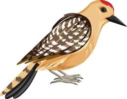 Pássaro pica-pau-gila em estilo cartoon, isolado no fundo branco vetor