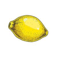 limão fruta. colorida mão desenhado vetor ilustração dentro esboço estilo isolado em branco fundo. citrino suculento amarelo fruta