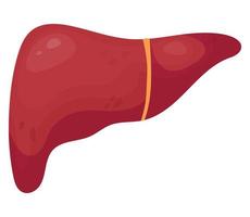 liver. humano órgão do gastrointestinal trato. vetor ilustração dentro plano desenho animado estilo. anatomia conceito.