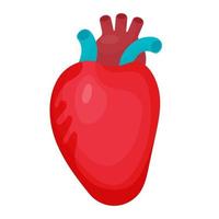coração humano cardiologia órgão. vetor ilustração dentro plano desenho animado estilo para Projeto e decoração do médico temas.