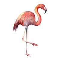 flamingo. desenhado à mão silhueta do pássaro. real aguarela desenho. vetor ilustração. traçado pintura. para papel de parede ou fundo e livros