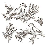 rouxinol em chá ramo pássaro canoro vetor ilustração conjunto