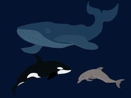 conjunto do marinho mamíferos azul baleia, assassino baleia e golfinho vetor