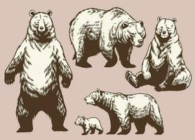 conjunto do mão desenhado Urso coleção dentro vintage estilo vetor