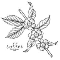 ramo de café com frutas mão ilustrações desenhadas vetor