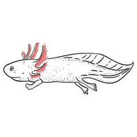 axolotl esboço arte ,bom para gráfico Projeto recursos, cartazes, bandeiras, modelos, impressões, coloração livros e mais. vetor