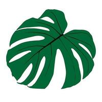 folha de planta monstera deliciosa de florestas tropicais isoladas. vetor para cartões, panfletos, convites, web design