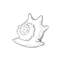 espiral Concha do mar isolado dentro branco fundo. marinho Concha esboço. vetor ilustração