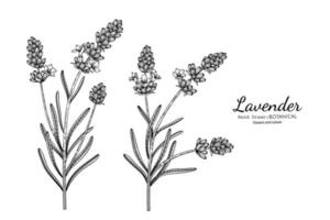 flor e folha de lavanda mão desenhada ilustração botânica com arte de linha. vetor