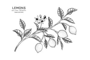 limões frutas mão desenhada ilustração botânica com arte de linha. vetor