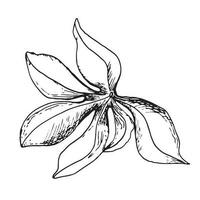 folhas do paixão flor plantar vetor ilustração isolado em branco. tropical folhagem mão retirou. Projeto elemento para invólucro, cardápio, mercado, ervas chá, sorvete, adesivos, talheres.