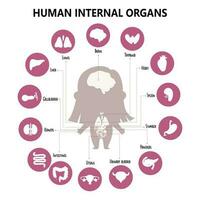 anatomia humano corpo. infográfico com menina e visual estrutura interno fêmea órgãos, ícones, nomes e Localizações. vetor ilustração. médico poster, biológico conceito, crianças coleção.