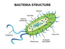 bactérias estrutura vetor ilustração com bactérias partes texto isolado em branco panorama horizontal fundo modelo. médico e biologia educacional desenhando com desenho animado simples plano estilo.