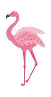 Rosa flamingo isolado em branco fundo. fauna animal vetor