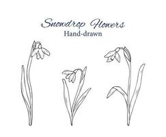 desenhado à mão ramalhete do snowdrops. botânico vetor ilustração. esboço do floco de neve flores