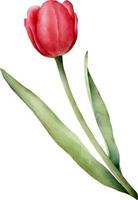 vermelho aguarela tulipa com verde folha. mão desenhado aguarela ilustração vetor