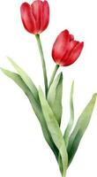 vermelho aguarela tulipa com verde folha. mão desenhado aguarela ilustração vetor