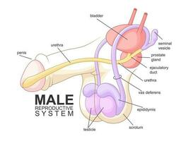 masculino reprodutivo sistema desenho animado, saúde vetor ilustração