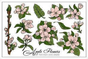lindo florescendo cereja ou maçã flores conjunto do realista mão desenhado vetor floração maçã ou cereja galhos para decoração, projeto, revistas, livros.