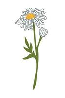 mão desenhado margarida flor desenho animado ilustração. uma simples flor em branco fundo. vetor ilustração.