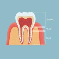 humano dente anatomia, médico, dental modelo. colorida, detalhado objeto. . vetor ilustração