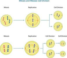 mitose e meiose célula divisão vetor