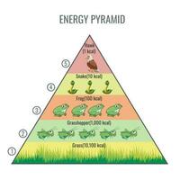 Comida cadeia e ecossistema energia fluxo vetor ilustração