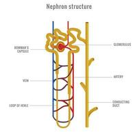 néfron estrutura dentro rim vetor ilustração