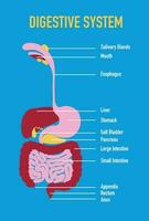 ilustração do humano digestivo sistema vetor