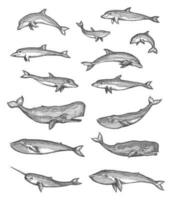 baleias, golfinhos e narval vetor esboços conjunto