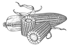 conjunto de ilustração desenhada à mão de milho vetor