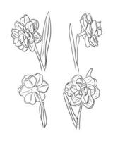 esboço floral mão desenhado definir. narcisos ou narciso isolado em a branco fundo. pode estar usava para coloração Páginas, Como tatuagem, padrão, fundo, invólucro papel, saudações, cartão postal vetor