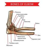 humano anatomia cotovelo ossos, vetor esboço