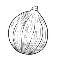 vetor Preto e branco isolado esboço ilustração do FIG fruta.