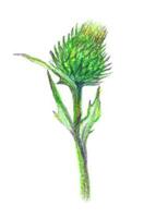 mão desenhado ilustração do uma cardo flor. bardana desenhado com colori lápis isolado em branco. vetor botânico ilustração.