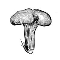 cogumelo chanterelle. floresta outono cogumelos chanterelles. ilustração de estoque vetorial desenhada à mão vetor