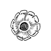 papoilas flores contínuo linha desenho. editável linha. Preto e branco arte. ilustração. vetor