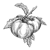 Plantas de vegetais de tomate com gravura de ilustração vetorial vetor