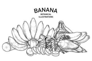 conjunto de banana fruta e esboço desenhado à mão de flor de bananeira vetor