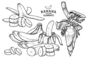 conjunto de banana fruta e esboço desenhado à mão de flor de bananeira vetor
