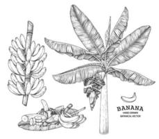 Bananeira fruta e flor ilustração retro desenhada à mão vetor