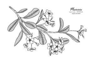 flor e folha de plumeria mão desenhada ilustração botânica com arte de linha. vetor